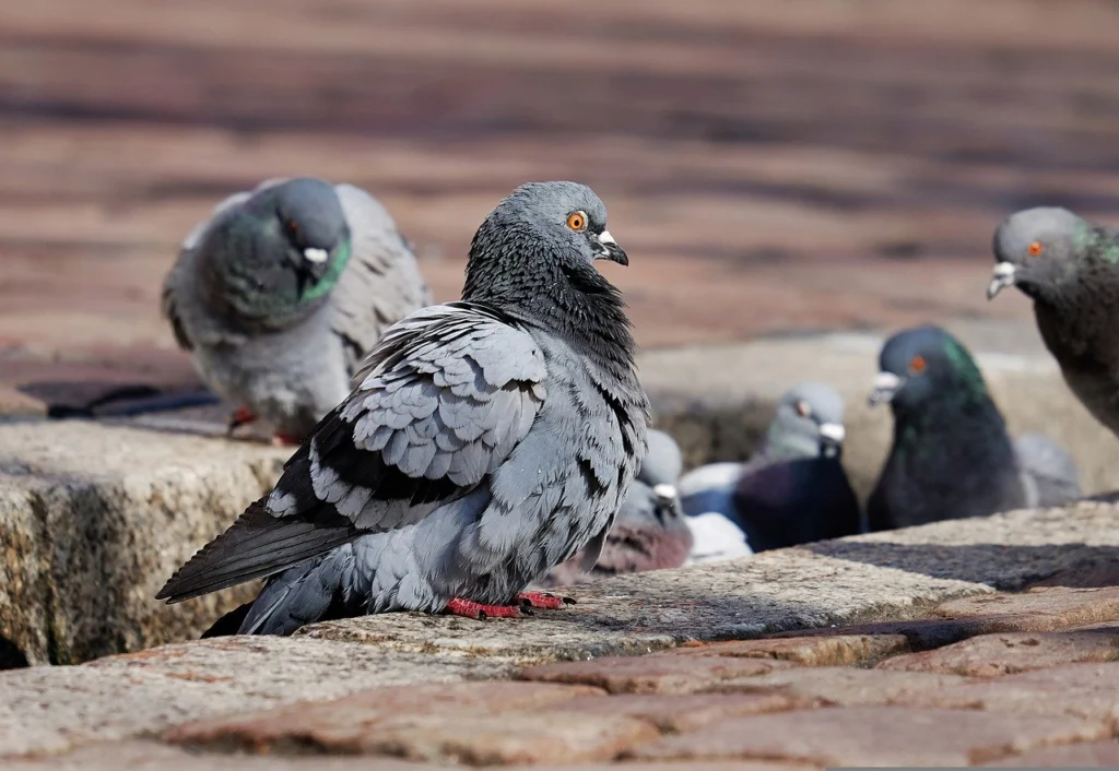 Odstraszanie gołębi i innych ptaków - metody